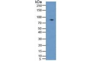 WB of Protein Standard: different control antibodies  against Highly purified E. (PLAA ELISA Kit)