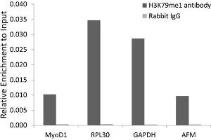 Chromatin Immunoprecipitation (ChIP) image for anti-Histone 3 (H3) (H3K79me) antibody (ABIN6219527) (Histone 3 antibody  (H3K79me))