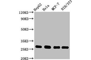 Western Blot Positive WB detected in: HepG2 whole cell lysate, Hela whole cell lysate, MCF-7 whole cell lysate, NIH/3T3 whole cell lysate All lanes: CDKN1B antibody at 0. (Recombinant CDKN1B antibody)