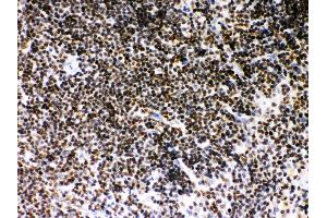 Anti- SIRT7 Picoband antibody, IHC(P) IHC(P): Mouse Spleen Tissue (SIRT7 antibody  (AA 8-350))