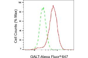Flow cytometric analysis of GALT expression in HeLa cells using GALT antibody (ABIN7798682), 1:2,000). (Recombinant GALT antibody)