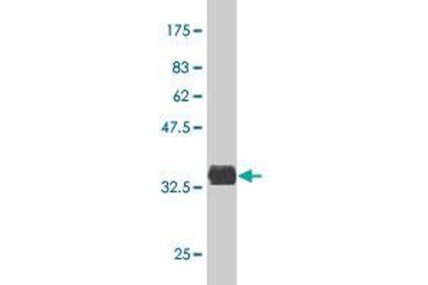 DAND5 antibody  (AA 90-188)