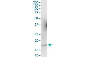 ARL2 MaxPab polyclonal antibody. (ARL2 antibody  (AA 1-184))