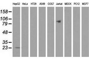 Western blot analysis of extracts (35 µg) from 9 different cell lines by using anti-PEBP1 monoclonal antibody. (PEBP1 antibody)