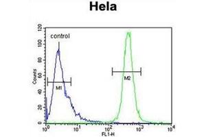 Flow cytometric analysis of Hela cells using IMP3 Antibody (C-term) Cat. (IMP3 antibody  (C-Term))