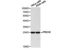Western Blotting (WB) image for anti-Peroxiredoxin 6 (PRDX6) antibody (ABIN1874262) (Peroxiredoxin 6 antibody)