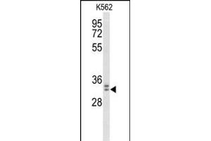 Western blot analysis of MORG1 Antibody (Center) (ABIN653527 and ABIN2842925) in K562 cell line lysates (35 μg/lane). (MORG1 antibody  (AA 126-154))
