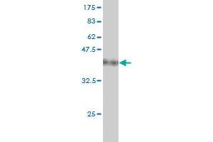 Western Blotting (WB) image for anti-Ubiquitin Specific Peptidase 48 (USP48) (AA 110-219) antibody (ABIN566549)
