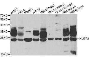 Western blot analysis of extracts of various cell lines, using NUTF2 antibody. (NUTF2 antibody)