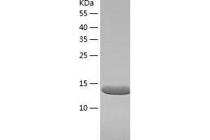 Western Blotting (WB) image for Ribosomal Protein S12 (RPS12) (AA 1-132) protein (His tag) (ABIN7124891) (RPS12 Protein (AA 1-132) (His tag))