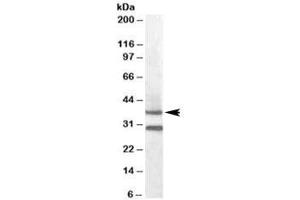 Western blot testing of mouse muscle lysate with MC5R antibody at 0. (MC5 Receptor antibody)