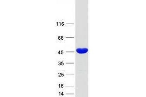 Validation with Western Blot