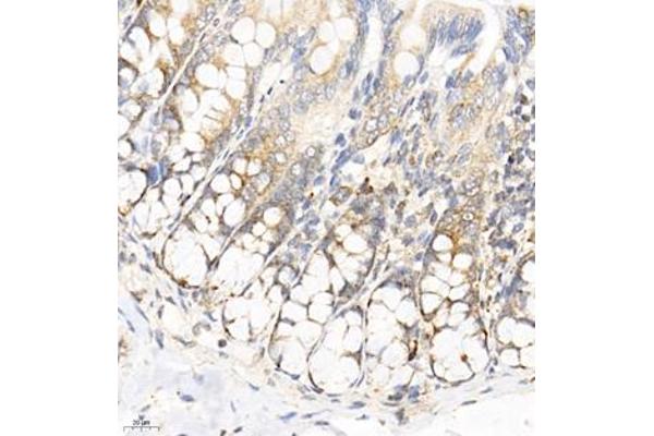 Sec23 Homolog B antibody