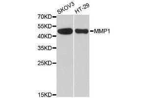 Western blot analysis of extracts of various cell lines, using MMP1 antibody. (MMP1 antibody  (AA 20-280))
