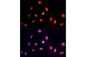 Immunofluorescence (IF) image for anti-Pre-mRNA Processing Factor 19 (PRPF19) (AA 127-416) antibody (ABIN6146256)