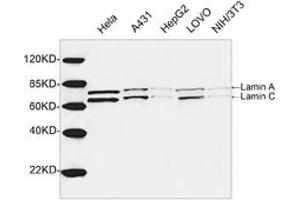 Western blot analysis of cell lysates using 1 µg/mL Rabbit Anti-Lamin A+C Polyclonal Antibody (ABIN398935) The signal was developed with IRDyeTM 800 Conjugated Goat Anti-Rabbit IgG. (Lamin A/C antibody  (AA 400-450))