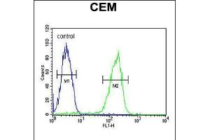Flow cytometric analysis of CEM cells (right histogram) compared to a negative control cell (left histogram). (MAP1S antibody  (AA 493-520))