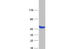 Validation with Western Blot