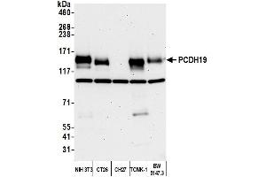 Western Blotting (WB) image for anti-Protocadherin 19 (PCDH19) (AA 1098-1148) antibody (ABIN7453272) (PCDH19 antibody  (AA 1098-1148))