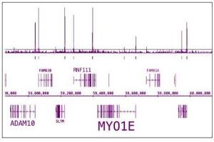 RNA pol II CTD phospho Ser5 antibody (pAb) tested by ChIP-Seq. (Rpb1 CTD antibody  (pSer5, Ser5))
