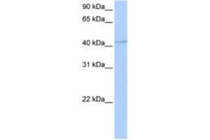 Western Blotting (WB) image for anti-DPH1 Homolog (DPH1) antibody (ABIN2463486) (DPH1 antibody)