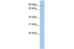 BMP2K antibody used at 1 ug/ml to detect target protein. (BMP2K antibody  (Middle Region))