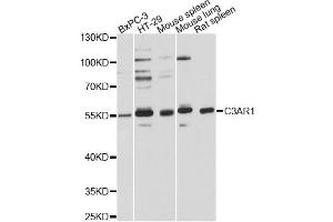 Western blot analysis of extracts of various cell lines, using C3AR1 Antibody (ABIN5975022) at 1:3000 dilution. (C3AR1 antibody)