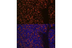 Immunofluorescence analysis of mouse brain using Synaptophysin Rabbit mAb (ABIN7270669) at dilution of 1:100 (40x lens). (Synaptophysin antibody)