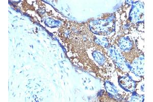 Formalin-fixed, paraffin-embedded human Placenta stained with Glycophorin A Monoclonal Antibody (SPM599) (CD235a/GYPA antibody)