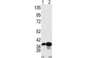 Western Blotting (WB) image for anti-Prohibitin 2 (PHB2) antibody (ABIN3003101) (Prohibitin 2 antibody)