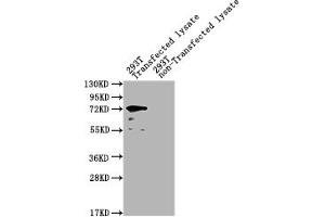 Western Blot Positive WB detected in: yopM 293T Transfected lysate, 293T non-Transfected lysate All lanes: yopM antibody at 1:2000 Secondary Goat polyclonal to rabbit IgG at 1/50000 dilution Predicted band size: 74 kDa Observed band size: 74 kDa (YopM (AA 1-409) antibody)