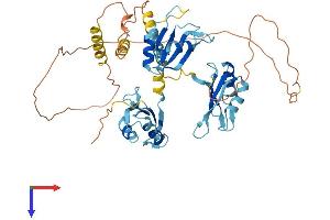 CELF1 Protein (AA 1-486) (His tag)