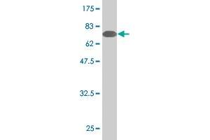 Western Blot detection against Immunogen (78. (Sestrin 2 antibody  (AA 1-480))