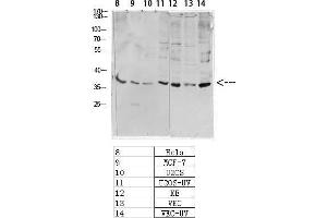 Western Blot (WB) analysis of specific cells using Antibody diluted at 1:1000. (CREB1 antibody  (pSer133))