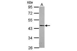 Image no. 2 for anti-Developmentally Regulated GTP Binding Protein 2 (DRG2) (AA 55-273) antibody (ABIN1497906) (DRG2 antibody  (AA 55-273))