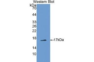 Detection of Recombinant PTN, Mouse using Polyclonal Antibody to Pleiotrophin (PTN) (Pleiotrophin antibody  (AA 33-168))
