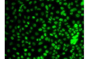 Immunofluorescence analysis of A549 cells using KLF9 antibody (ABIN5974329). (KLF9 antibody)