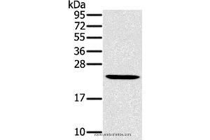 Western blot analysis of Mouse liver tissue, using MED22 Polyclonal Antibody at dilution of 1:800 (MED22 antibody)