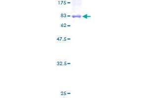 PSG5 Protein (AA 1-335) (GST tag)