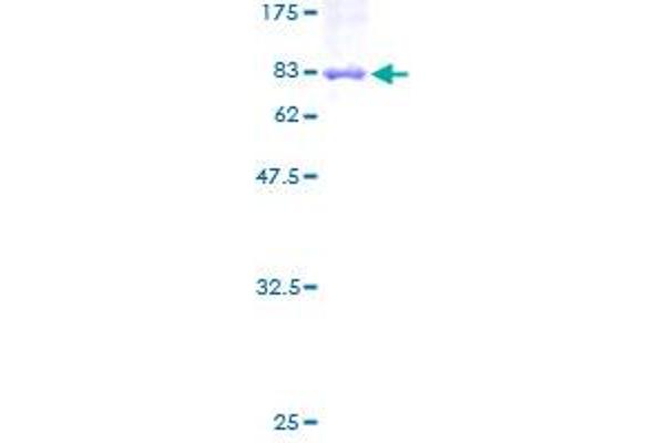 PSG5 Protein (AA 1-335) (GST tag)