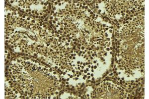 ABIN6273534 at 1/100 staining Mouse testis tissue by IHC-P. (TAF7L antibody  (C-Term))