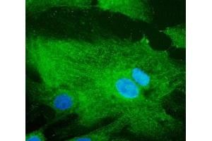 Immunofluorescence (IF) image for anti-RAB32, Member RAS Oncogene Family (RAB32) (C-Term) antibody (ABIN1440004) (RAB32 antibody  (C-Term))