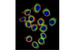 Confocal immunofluorescent analysis of RASGRP2 Antibody (N-term) Cat. (RASGRP2 antibody  (N-Term))