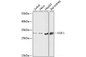Western blot analysis of extracts of various cell lines using CLIC1 Polyclonal Antibody at dilution of 1:1000. (CLIC1 antibody)