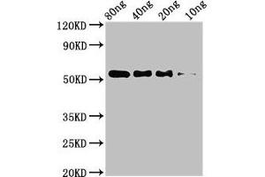 Western Blot Positive WB detected in Recombinant protein All lanes: STARD9 antibody at 3. (STARD9 antibody  (AA 1960-2180))