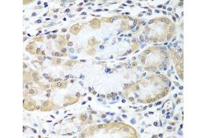 Immunohistochemistry of paraffin-embedded Human stomach using ASNA1 Polyclonal Antibody at dilution of 1:100 (40x lens). (ASNA1 antibody)