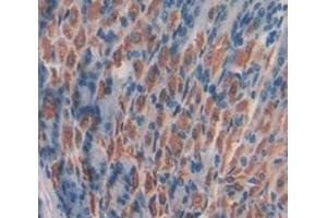 Figure. (Caspase 7 antibody  (AA 207-303))