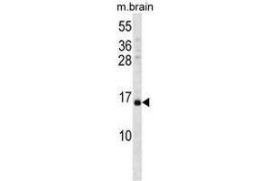 VAMP3 Antibody (Center) western blot analysis in mouse brain tissue lysates (35 µg/lane). (VAMP3 antibody  (Middle Region))