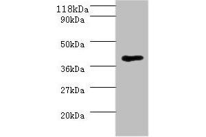 Western blot All lanes: MHT1 antibody at 2 μg/mL + 293T whole cell lysate Secondary Goat polyclonal to rabbit IgG at 1/10000 dilution Predicted band size: 37 kDa Observed band size: 37 kDa