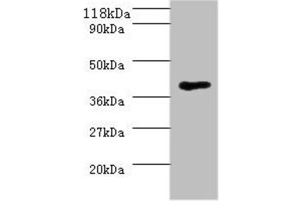 MHT1 antibody  (AA 1-324)